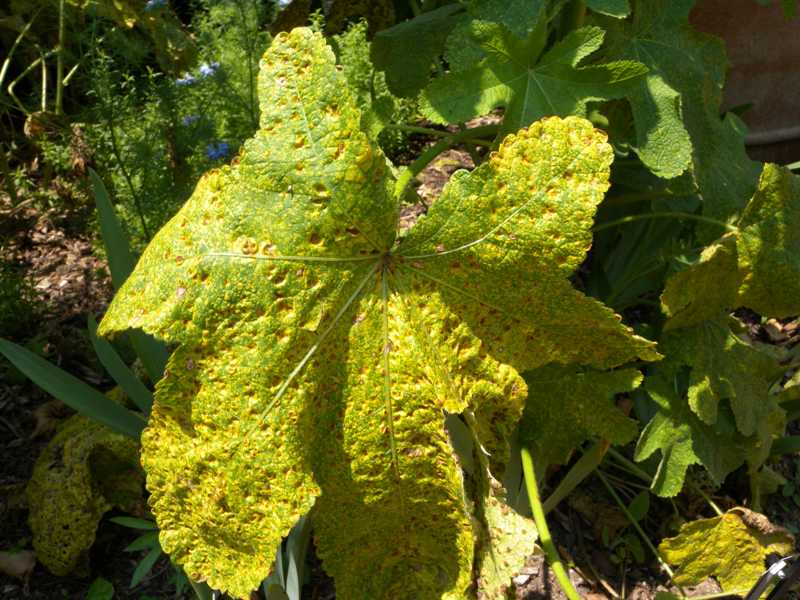 Are Hollyhocks Harmful To Dogs And Cats